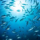 NATURE'S ANSWER Omega-3 természetes halolaj 480ml