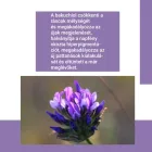 Biona bakuchiol age protect krém 50ml