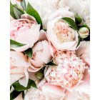 PUHDISTAMO Beauty Collagen 60 kapsz. 26g