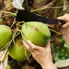 PUHDISTAMO MCT olaj C8-C10 (60/40) - 250ml