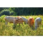 NORDIC KINGS Gras Fed Marha belsőség mix kapszula 450mg