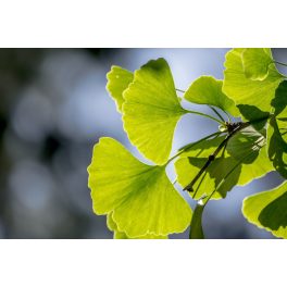 Gingko és Ginseng